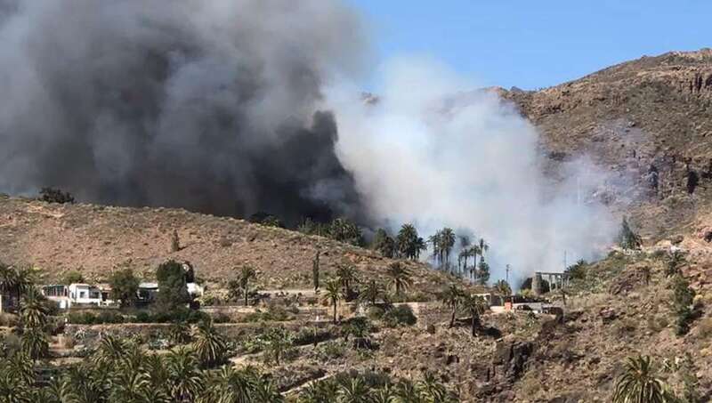 Incendio del palmeral de Fataga (Foto TA)